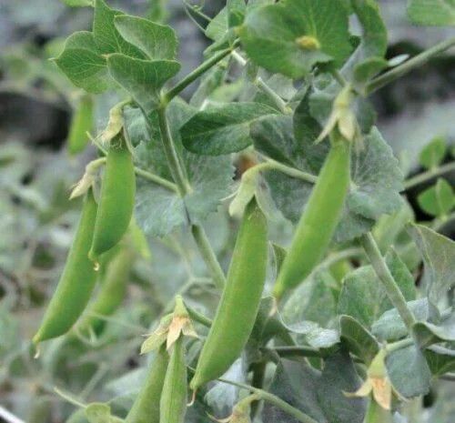 Peas (seed pkg) Little Crunch Snap Pea