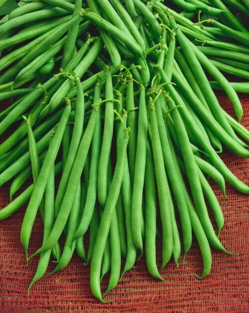 Beans - Bush Beans  (seed pkg) Green Slenderete (small)