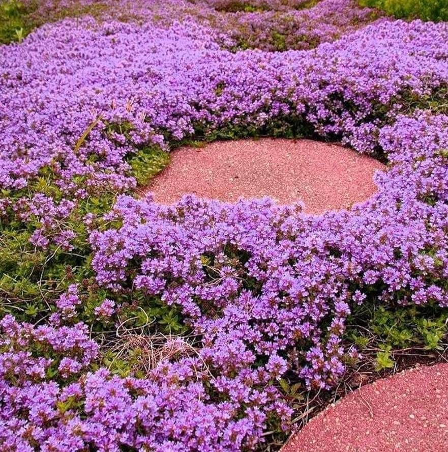 Creeping Thyme 'Purple Carpet' 4"