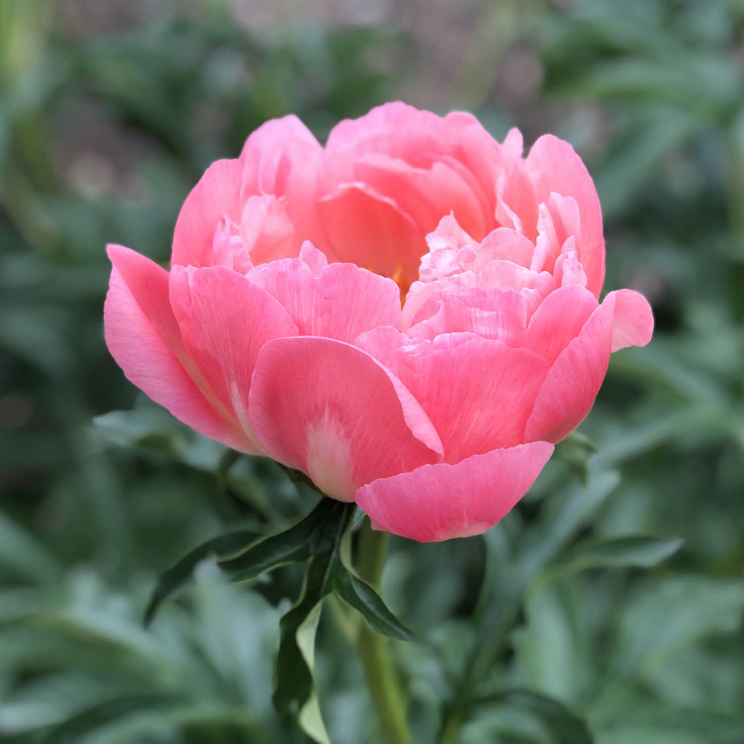 Peony 'Coral Sunset' 1 gal