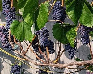 Grape 'Coronation Blue' 1 gal