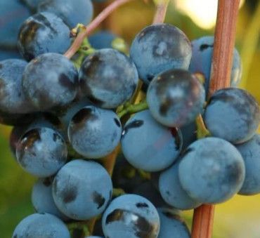 Grape 'Concord' 1 gal