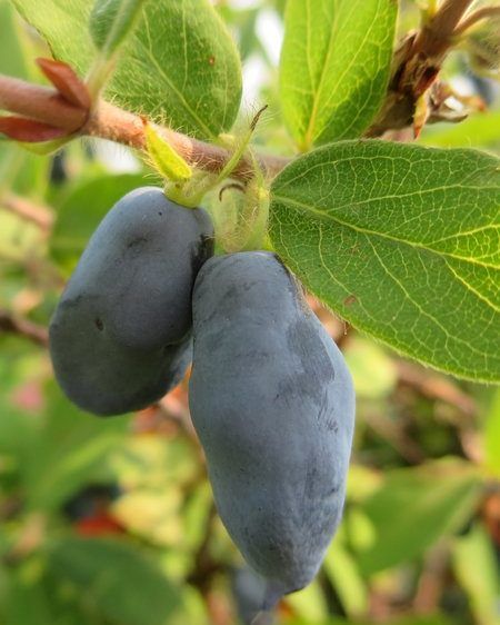 Lonicera 'Boreal Beast' Haskap 1 gal