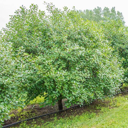 Dwarf Cherry 'Romeo' 1 gal