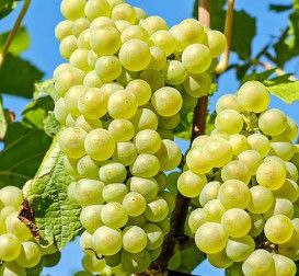 Grape 'Niagara White' 1 gal