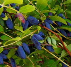 Lonicera 'Honey Bee' Haskap 1 gal