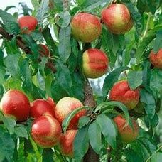 Nectarine 'Hardired' 7 gal Potted
