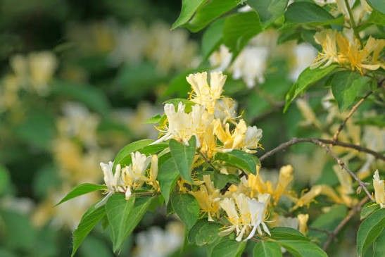 Clavey's Dwarf Honeysuckle 2 gal