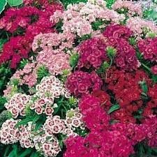 Dianthus 'Double Dwarf Mix' 4"