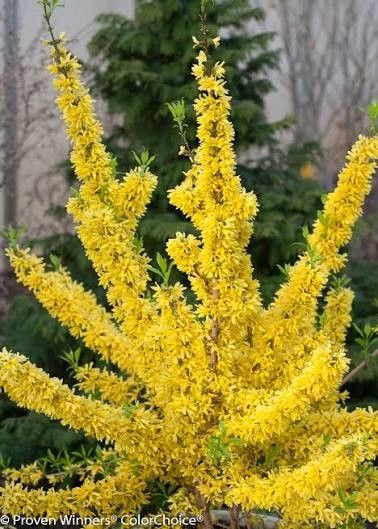 Forsythia 'Show Off' 2 gal PW