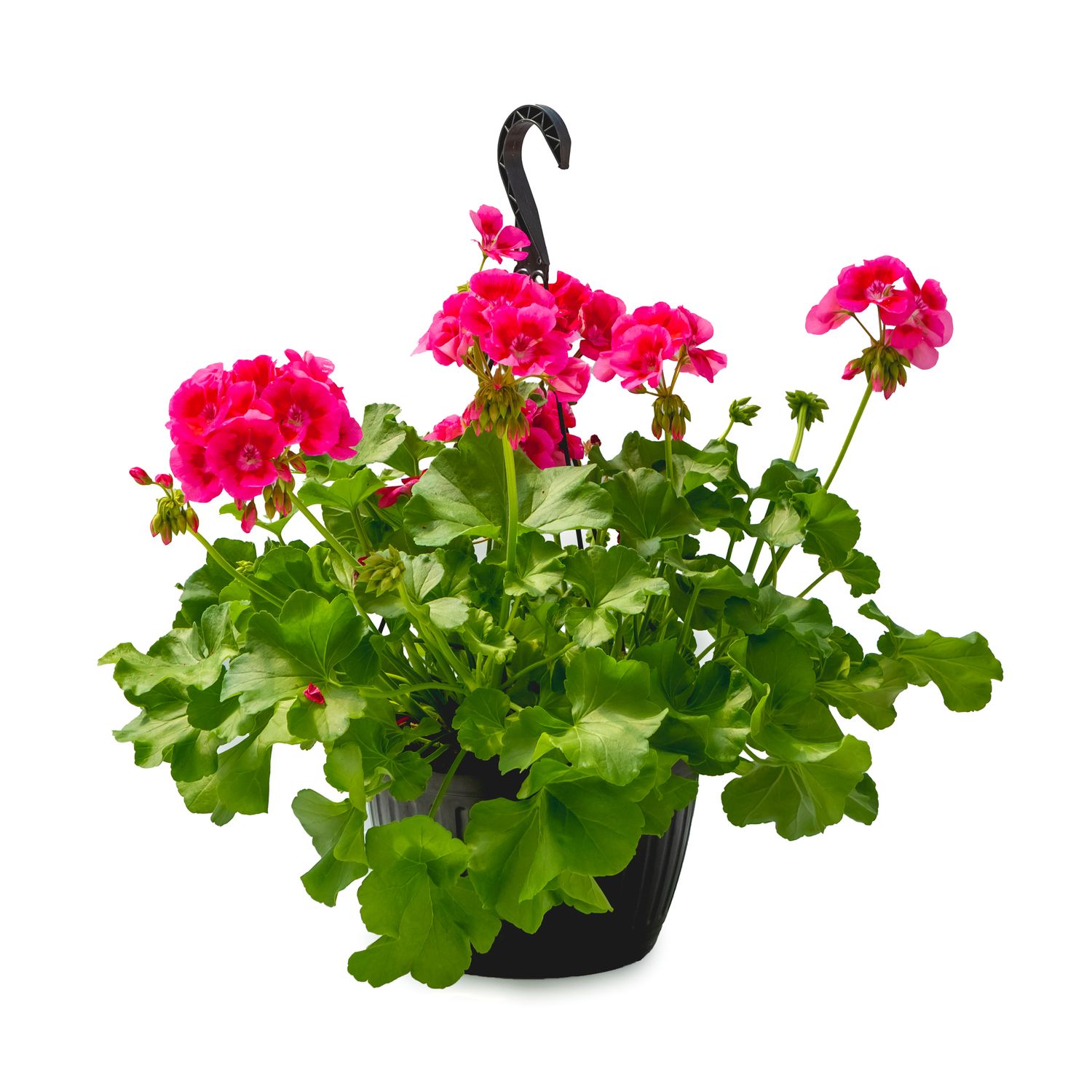 Geranium HB 10"