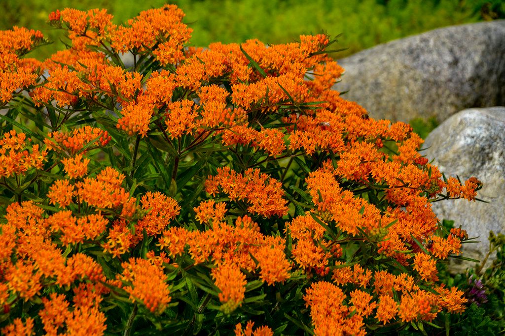 Butterfly Milkweed 'Asclepias tuberosa' 4" (native)