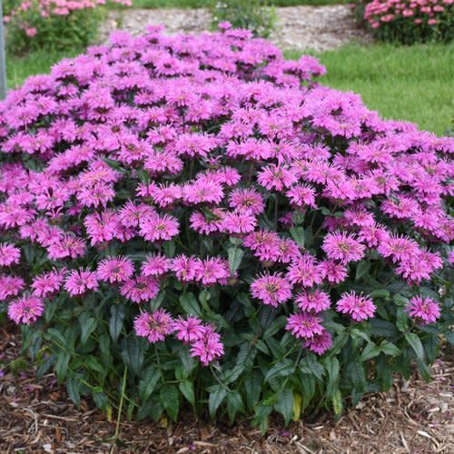 Beebalm 'Monarda Lavender Taffeta' 8" PW