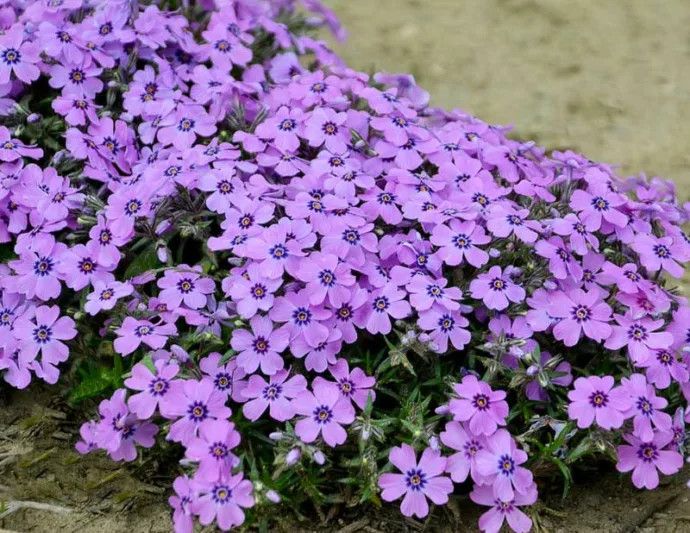 Creeping Phlox 'Eyeshadow' 1 qt