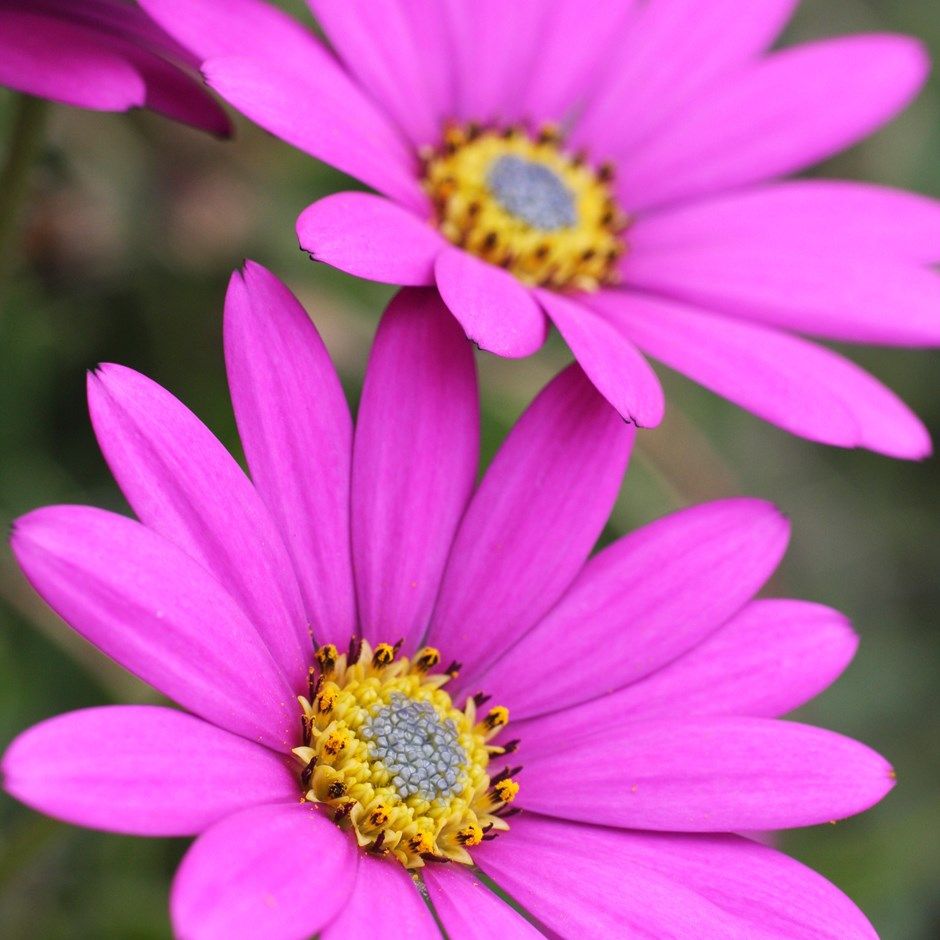 Osteospermum 'Pink' 4"