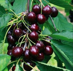 Cherry Tree 'Van' 5-6' Potted