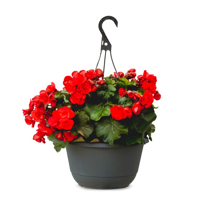 Rieger Begonia 12" HB Assorted