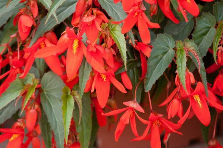 Begonia boliviensis Red 4"