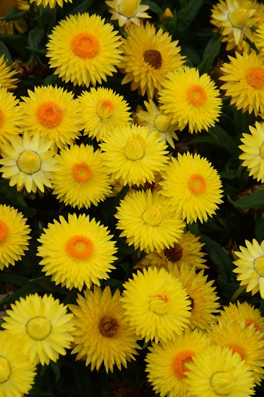 Bracteantha 'Cottage Lemon' 4"