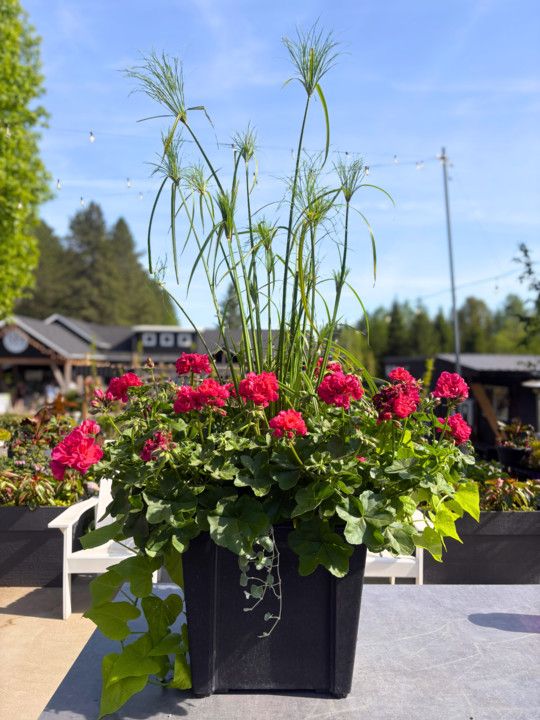 15" Square Planter Mix Assorted