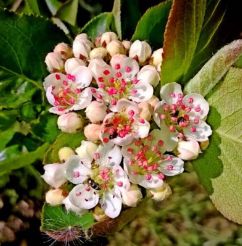Aronia 'Nero' Purple Chokeberry 2 gal
