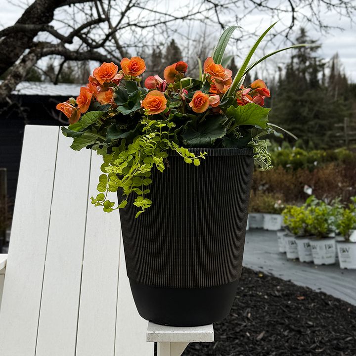 13" ROUND Begonia Mixed Planter
