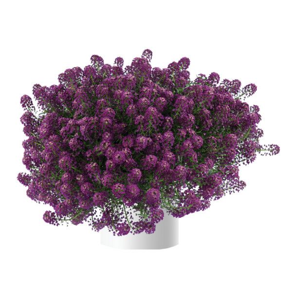 Lobularia Stream Compact Purple 4"