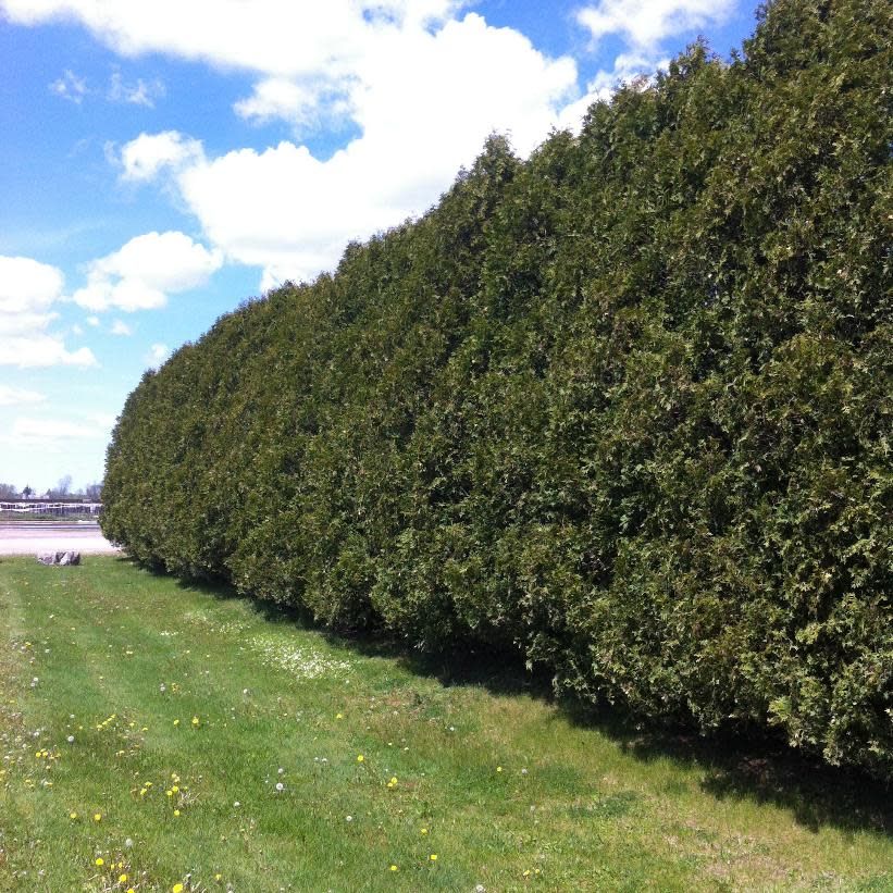 Black Cedar 3-4' 10 gal B&amp;B