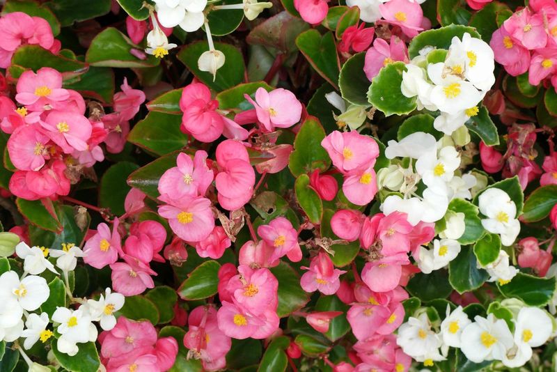 10" Premium Patio Pot Begonia mix