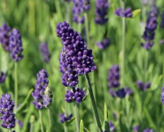 Lavender 'Ellagance Purple' 4"