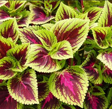 Coleus 'French Quarter' 4"