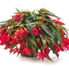 Begonia 'Encanto' 10" HB Assorted