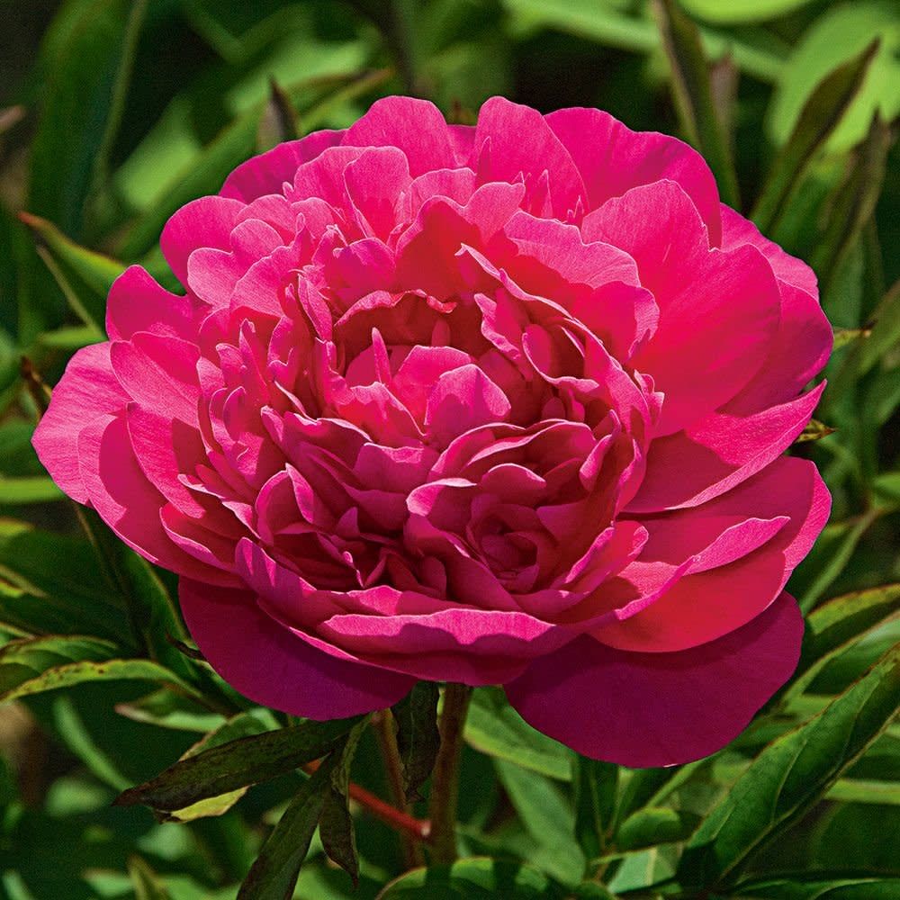 Peony 'Kansas' 1 gal