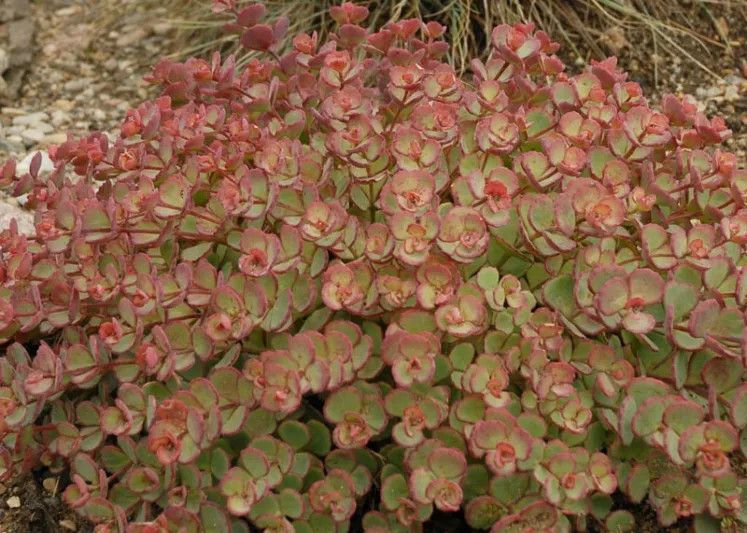 Sedum 'October Daphne Stonecrop' 1 qt