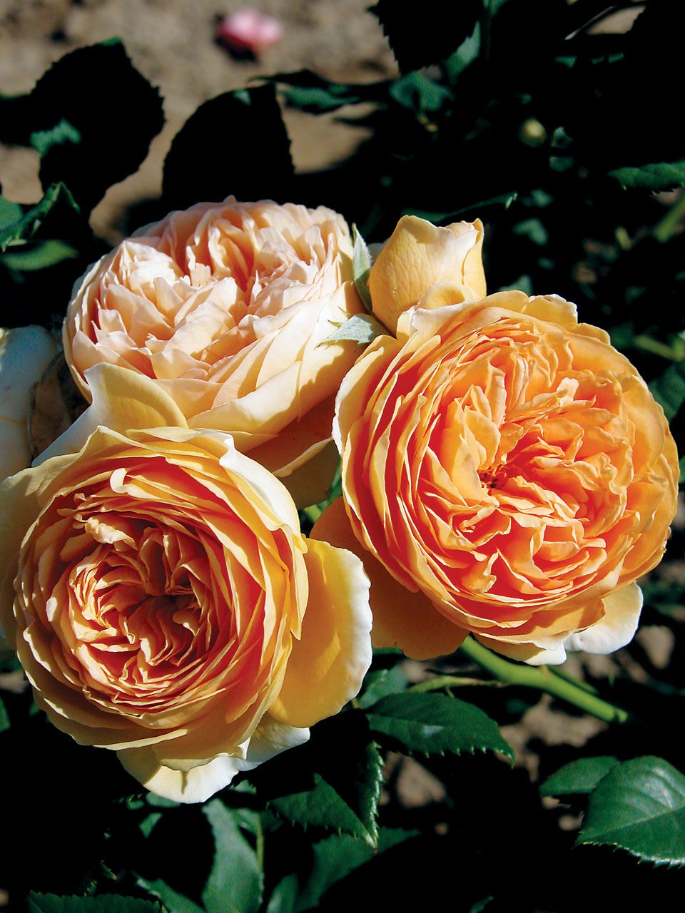 David Austin Rose 'Crown Princess Margareta' 3 gal (Orange)