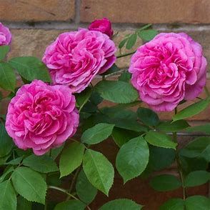 David Austin Rose 'Gertrude Jekyll' 3 gal (Pink)