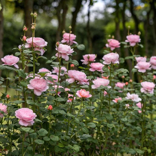David Austin Rose 'Queen of Sweden' 3 gal (Light Pink)