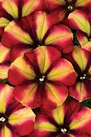 Petunia 4" - Crazytunia Razzmatazz