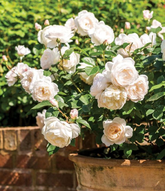 David Austin Rose 'Desdemona' 3 gal (White)