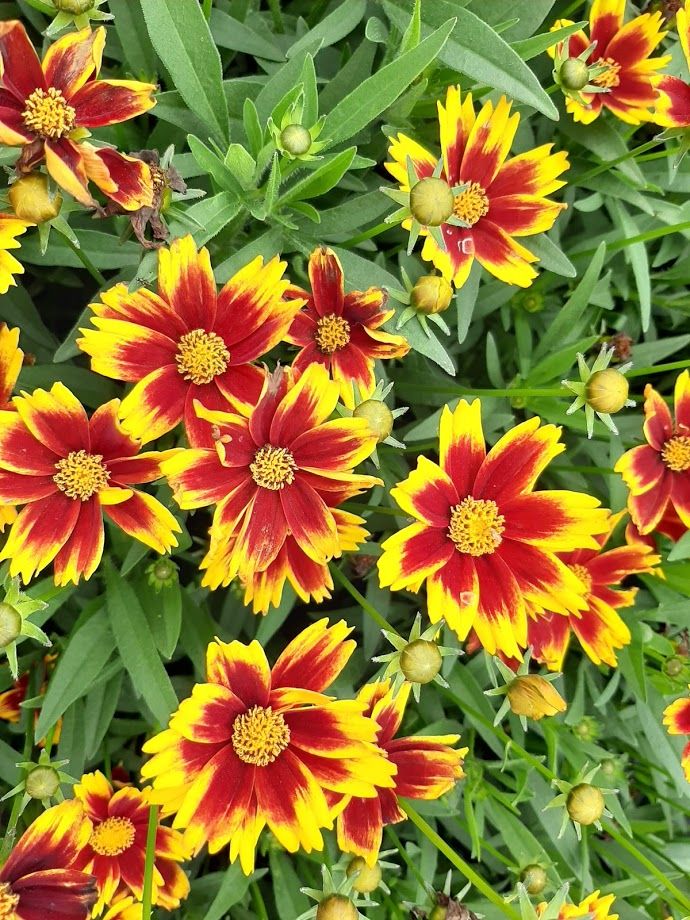Coreopsis 'Golden Stardust' 2 gal GS