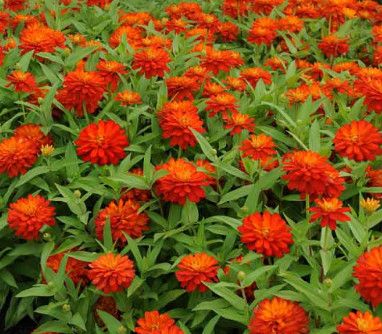 Zinnia - 2 cell pack Profusion Double Fire
