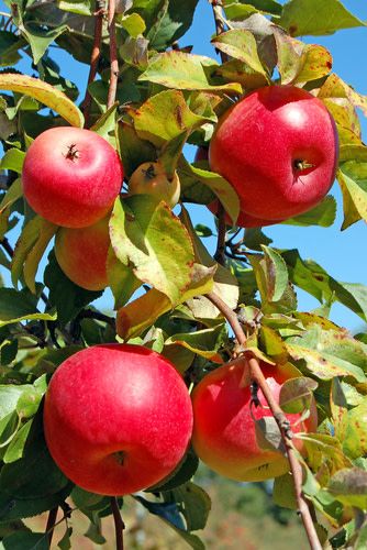 Apple 'Honeycrisp' 3-4' Potted