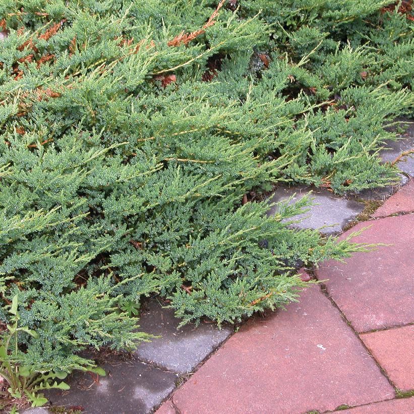 Juniper 'Blue Rug' 3 gal