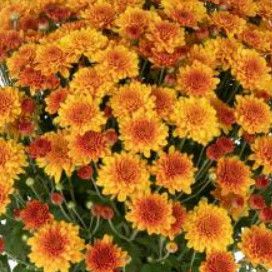 Fall Mum 10" Beatrice Orange