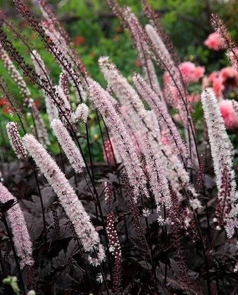Bugbane 'Actaea Pink Spike' 1 gal