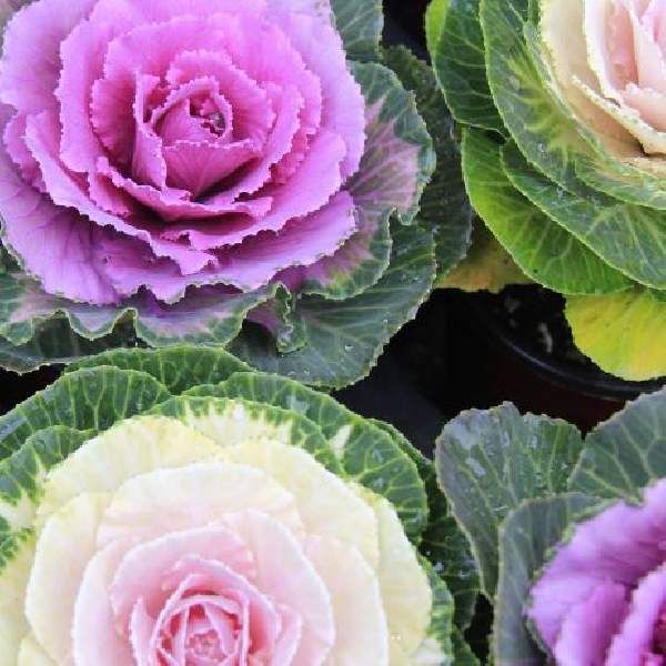 Flowering Cabbage Songbird Mix 4"