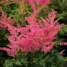 Astilbe 'Younique Cerise' 1 gal