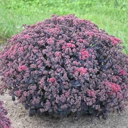 Stonecrop - Sedum 'Midnight Velvet' 2 gal PW