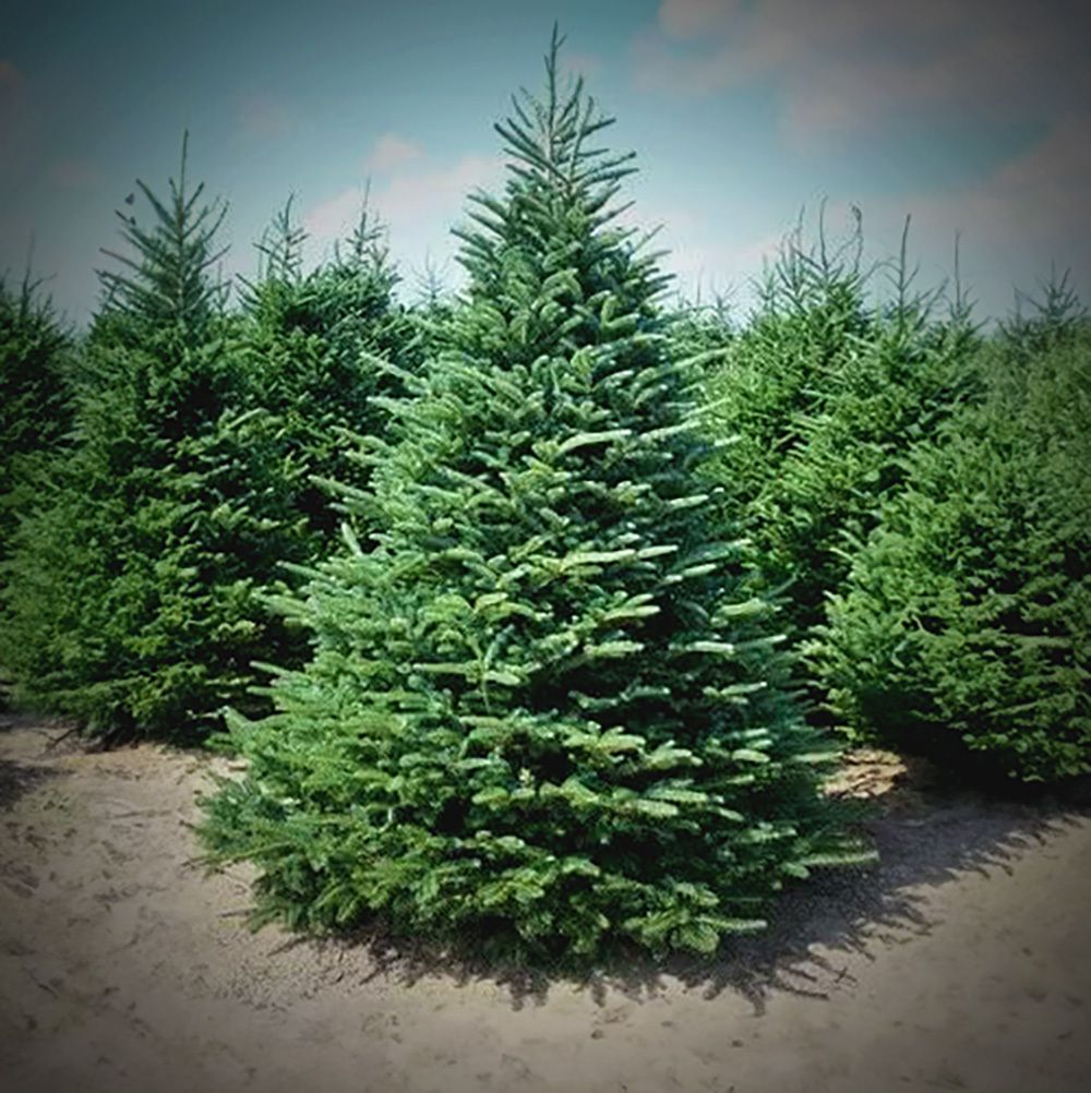 Premium Fraser Fir Christmas Tree 12'-14'