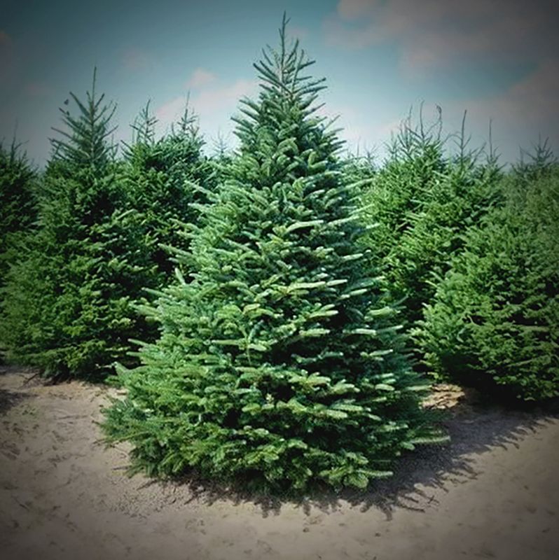 Premium Fraser Fir Christmas Tree 10'-12'